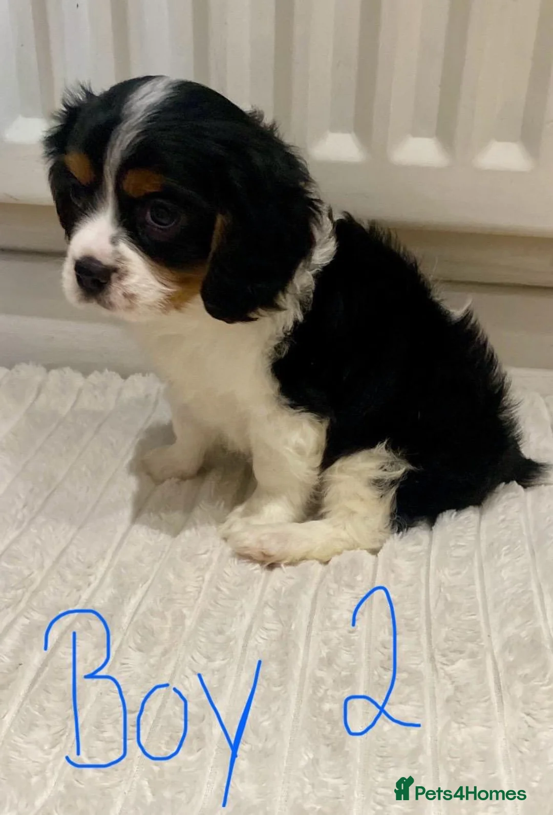 Cavalier King Charles Spaniel dogs for sale: Pure king charles cavalier puppys - Advert 11