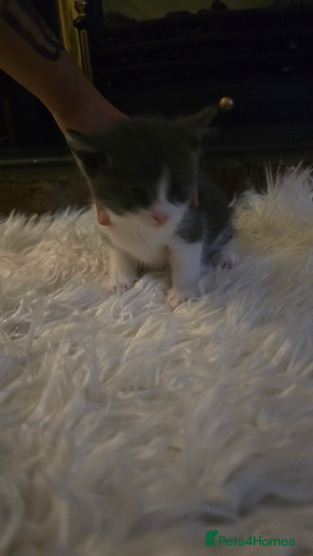 European cats for sale: beautiful kittens - Image 3