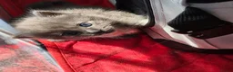 Mixed Breed cats for sale: ✨ Stunning Ragdoll x British Shorthair Kittens ✨ - Advert 2