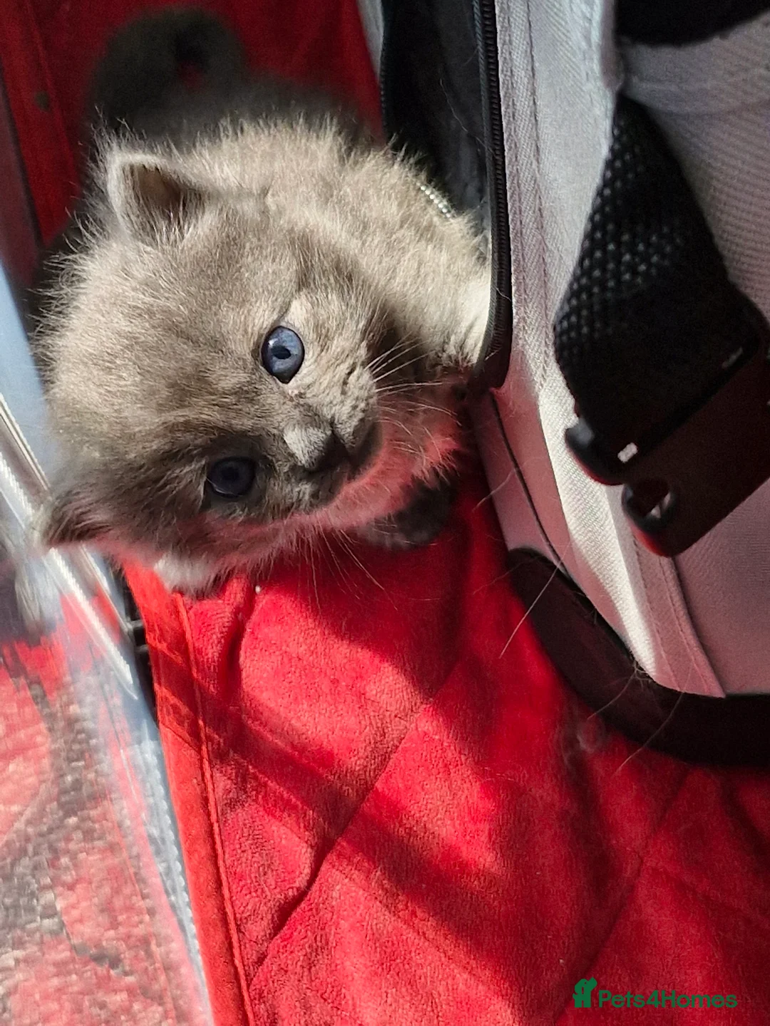 Mixed Breed cats for sale: ✨ Stunning Ragdoll x British Shorthair Kittens ✨ - Advert 2