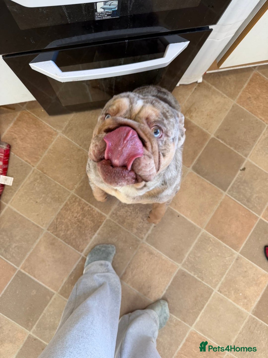 English Bulldog dogs for sale: Male English bulldog  - Advert 1