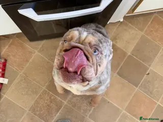 English Bulldog dogs Male English bulldog - Advert 20