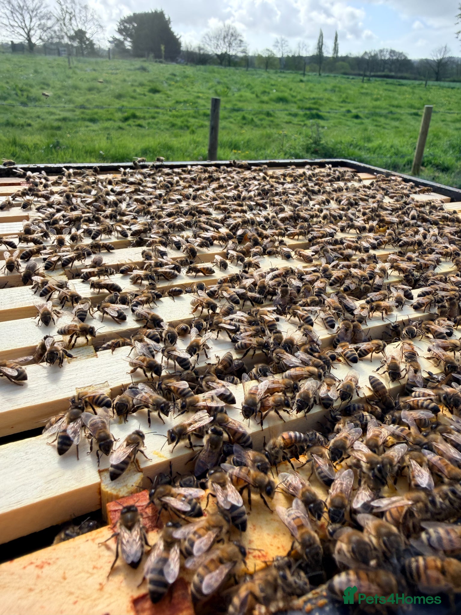Mixed Breed invertebrates 6 Frame Overwintered National Nucleus of Bees 2027 - Advert 2