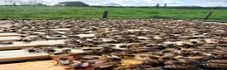 Mixed Breed invertebrates for sale: 6 Frame Overwintered National Nucleus of Bees 2027 - Advert 2