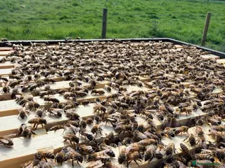 Mixed Breed invertebrates 6 Frame Overwintered National Nucleus of Bees 2027 - Advert 2