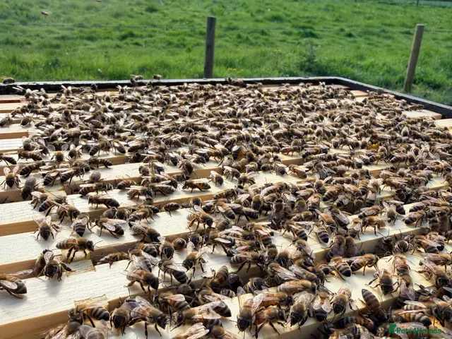 Mixed Breed invertebrates 6 Frame Overwintered National Nucleus of Bees 2027 - Advert 2