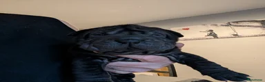 Shar Pei 1