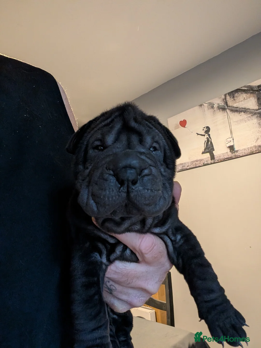 Shar Pei dogs for sale: Shar pei puppies for sale  - Advert 7