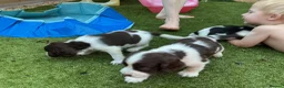 English Springer Spaniel dogs for sale: Beautiful springer spaniel puppies - Advert 20