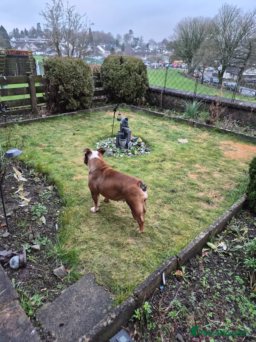 English Bulldog dogs for sale: Sad sale of our girl Martha - Advert 3