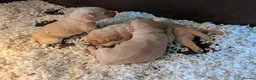 Labrador Retriever dogs for sale: KC'd numerous Champions inc Drakeshead in pedigree in Doncaster - Advert 10