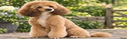 Toy Poodle dogs for stud: Stunning Sable Phantom Parti Toy Stud, DNA Tested - Advert 1