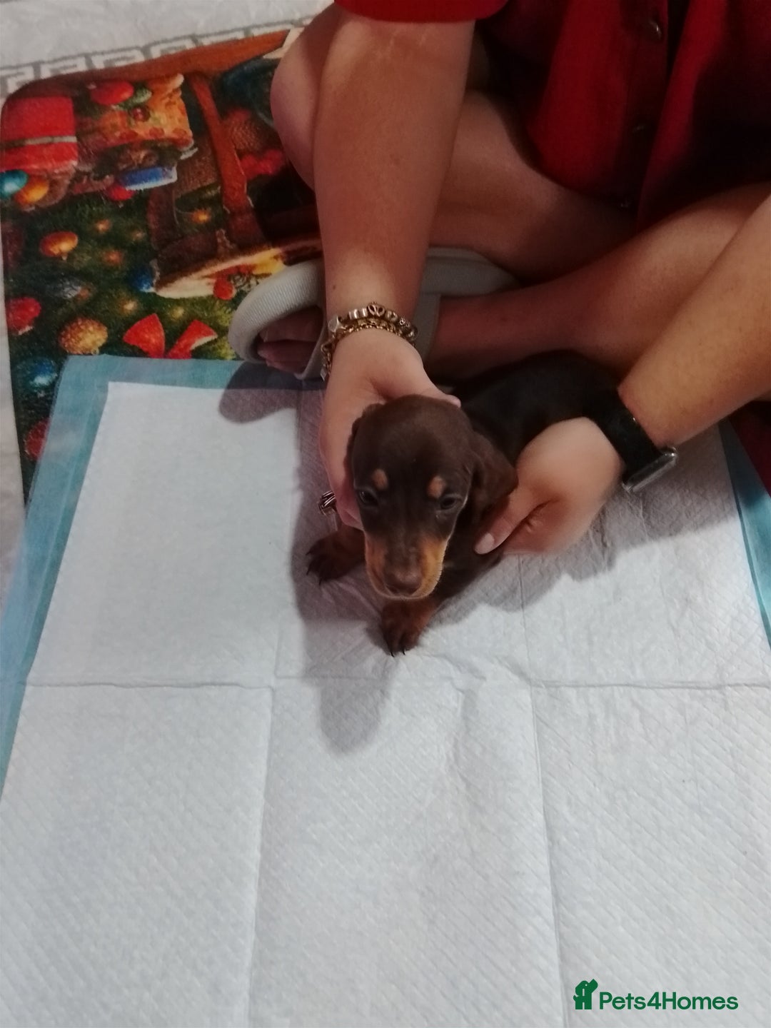 Mixed Breed dogs for sale: Jack dachshund  - Advert 4