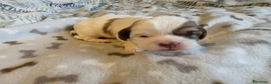 Shihpoo 2