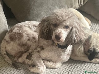 Miniature Poodle dogs Chocolate Merle phathom miniature poodle for stud in Harpenden - Advert 1