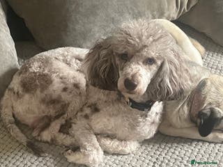 Miniature Poodle dogs Chocolate Merle phathom miniature poodle for stud in Harpenden - Advert 13