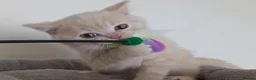 British Shorthair cats for sale: GCCF registered cream and lilac BSH - Advert 19