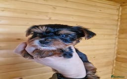 Yorkshire Terrier dogs for sale: Miss Bella and adorable boys - Image 2