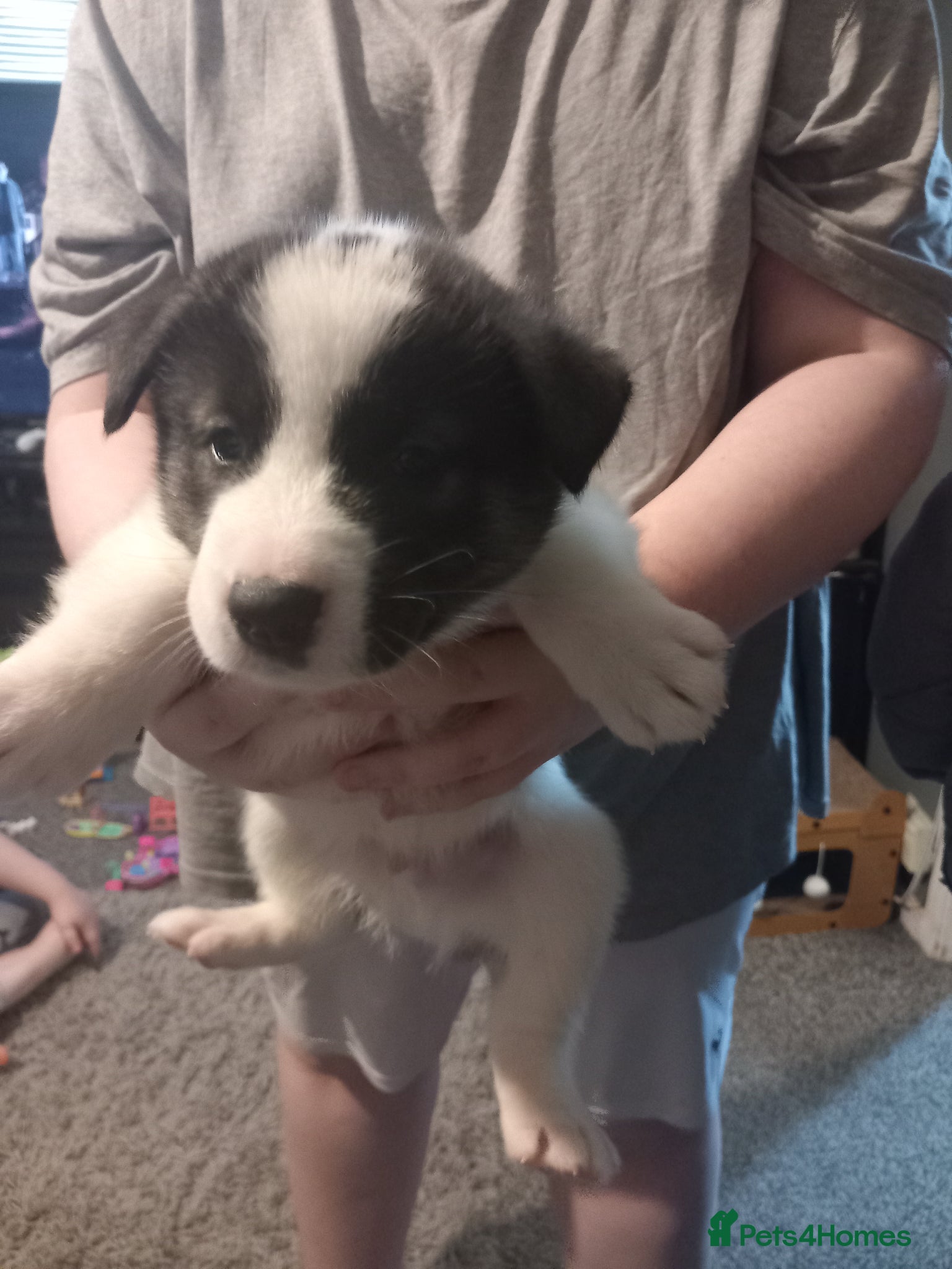 Huskita dogs Husky akita puppies  - Advert 16