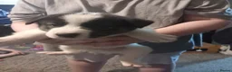 Huskita dogs for sale: Husky akita puppies  - Advert 1