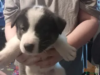 Huskita dogs Husky akita puppies - Advert 16