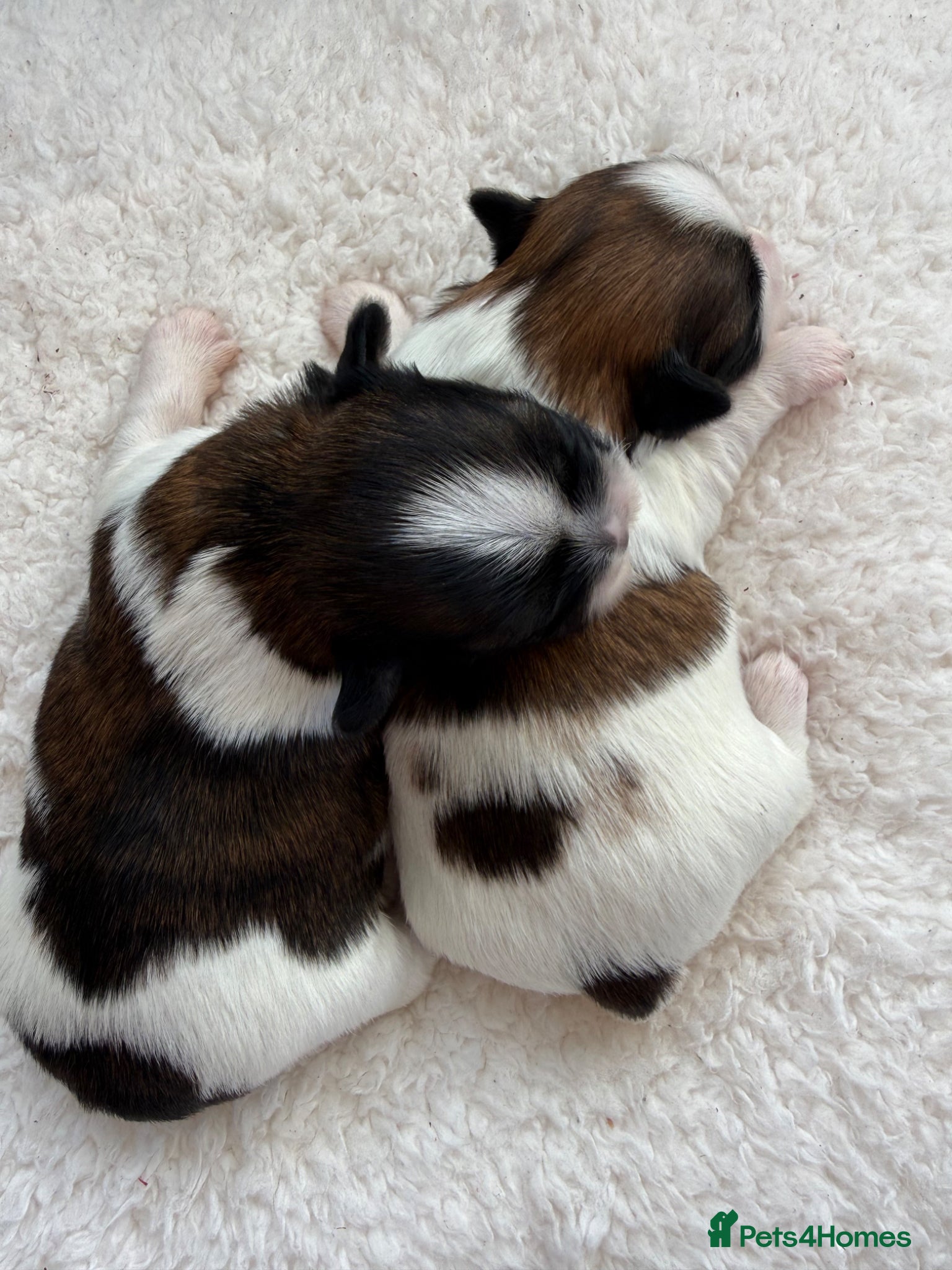 Shih Tzu dogs Purebred Shih Tzu Puppies Looking for Loving Homes - Advert 7