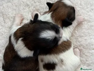 Shih Tzu dogs Purebred Shih Tzu Puppies Looking for Loving Homes - Advert 7