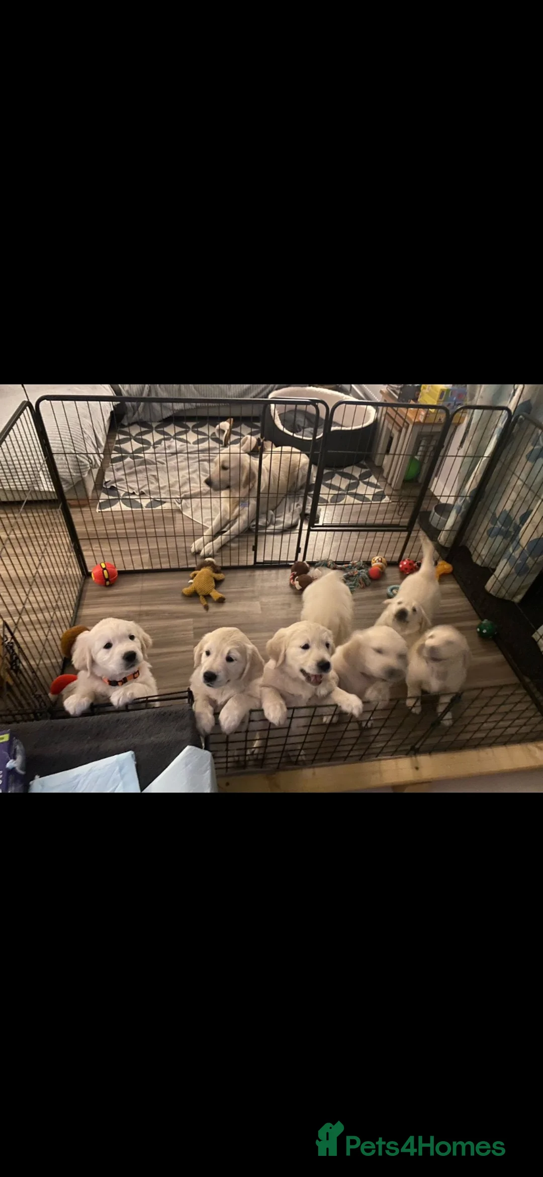 Golden Retriever dogs for stud: Golden retriever stud proven  - Advert 35