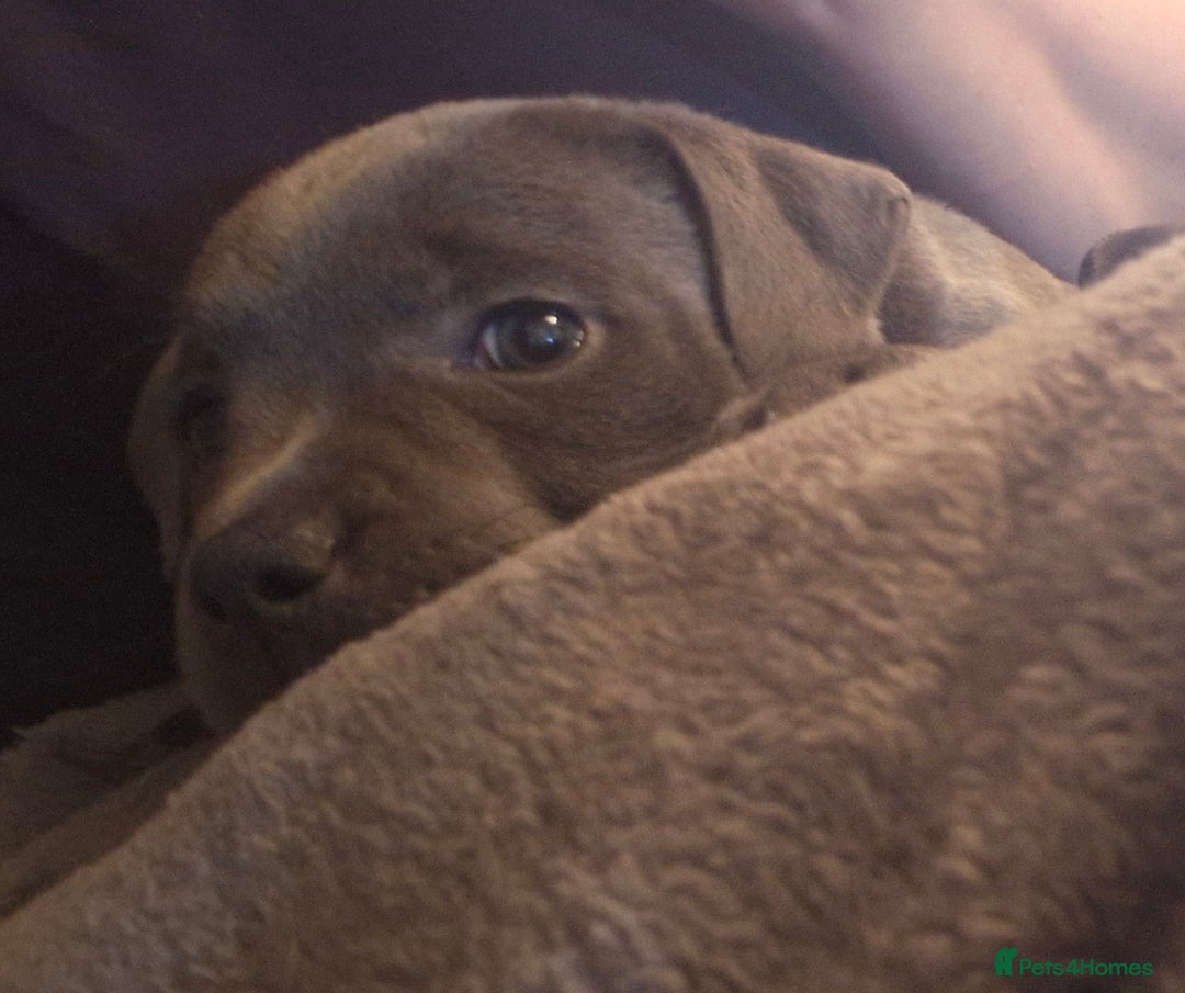 Staffordshire Bull Terrier dogs for sale: Blue Staffordshire Bull Terrier Puppies in Street - Image 21