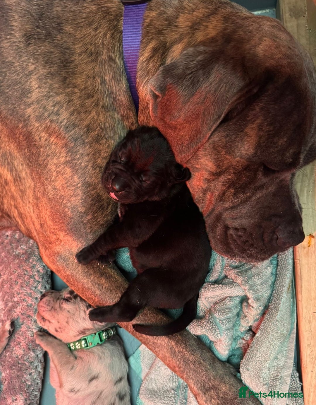 Mixed Breed dogs for sale: Cane Corso X Neapolitan Mastiff mix pups for sale - Advert 3