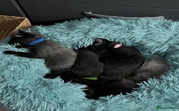 Mixed Breed cats for sale: 4 beautiful grey kittens getting darker  - Image 10