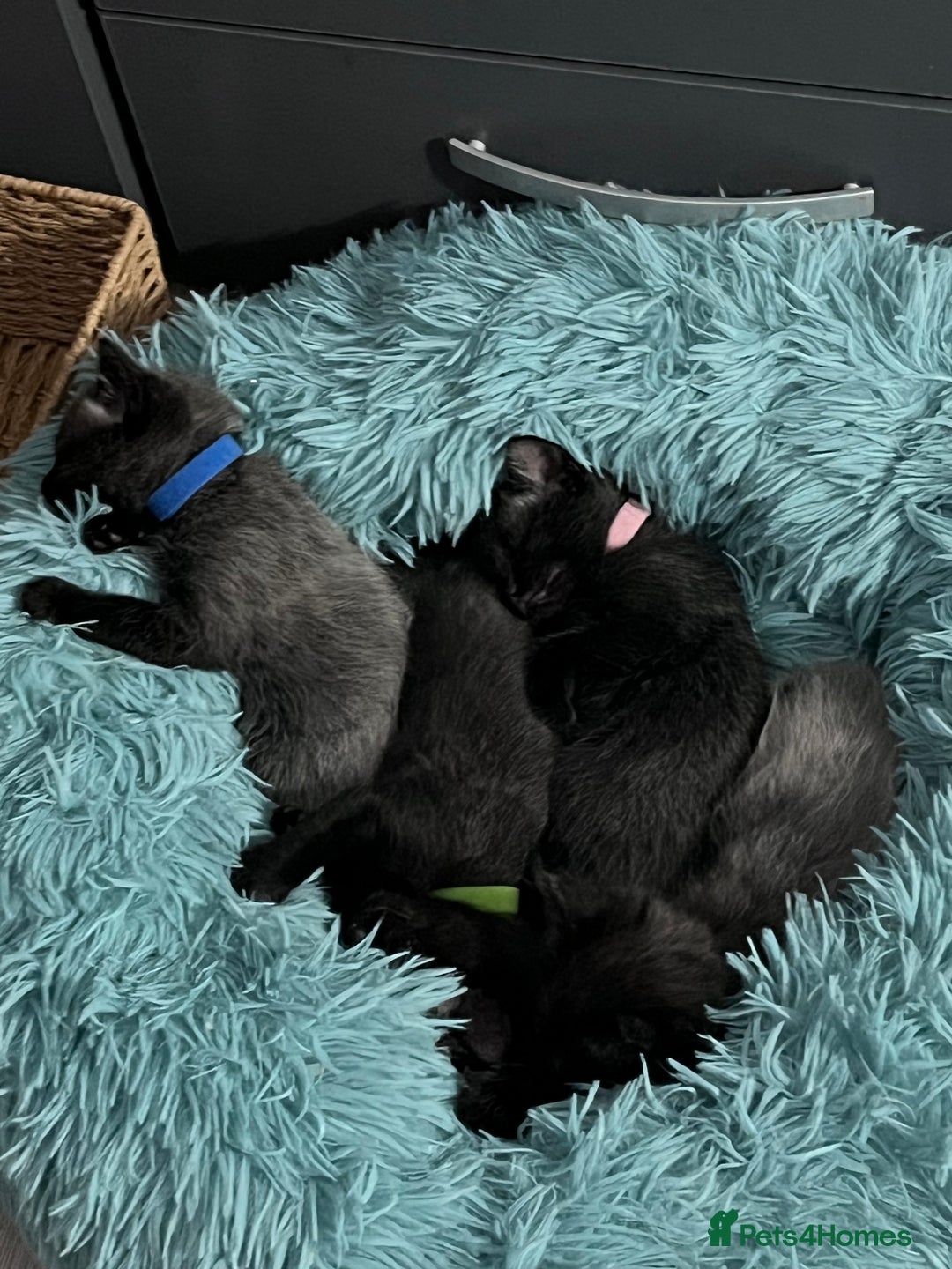 Mixed Breed cats for sale: 4 beautiful grey kittens getting darker  - Image 10