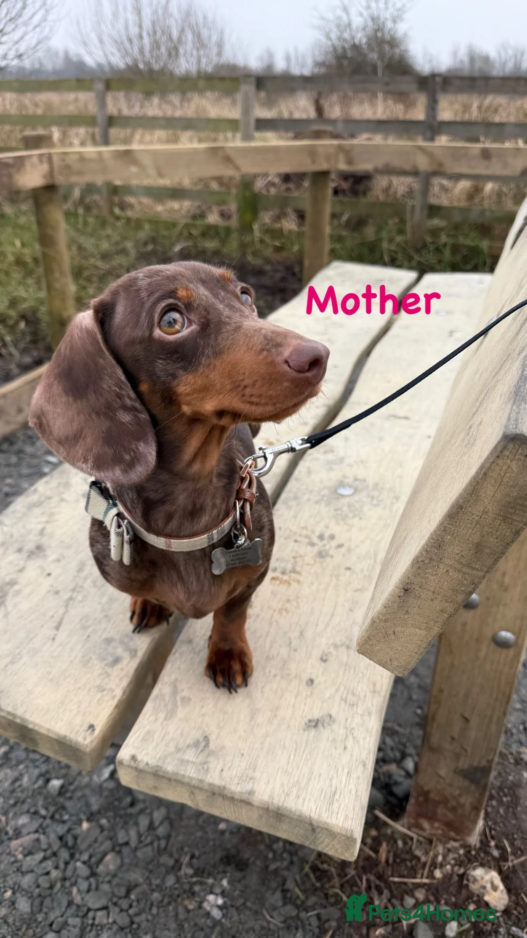 Miniature Dachshund dogs for sale: Miniature Dachshund Puppies Due Soon! - Advert 4
