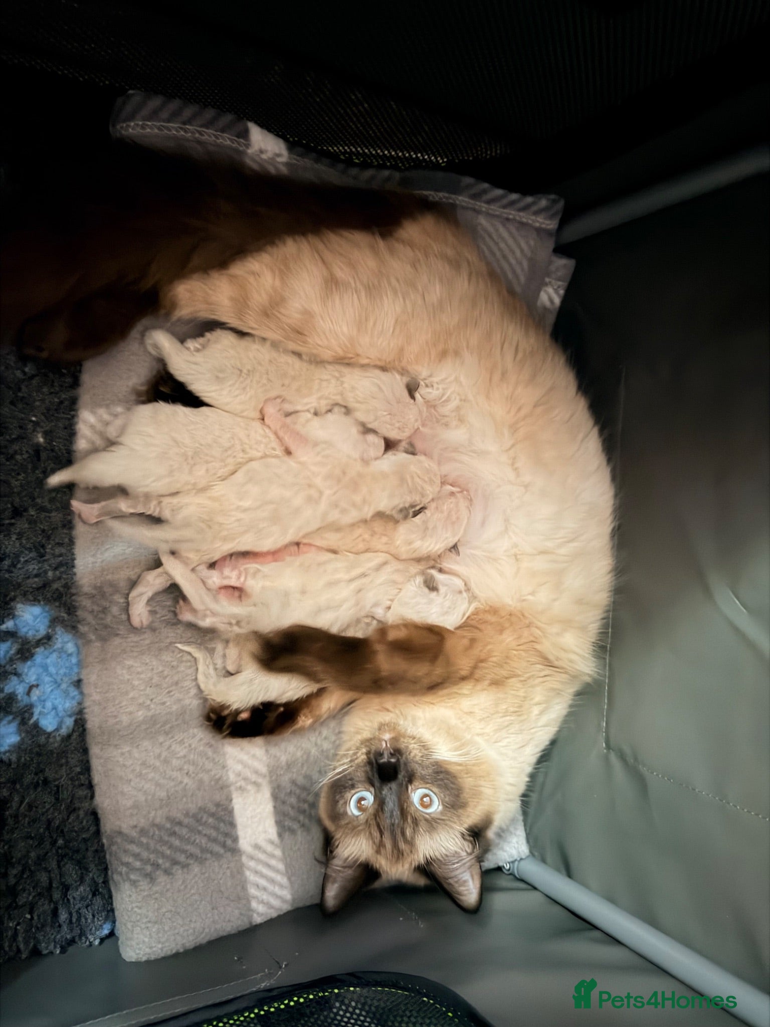 Ragdoll cats Stunning pedigree ragdools  - Advert 2