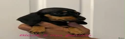 Miniature Dachshund dogs for sale: Miniature dachshund  - Advert 3