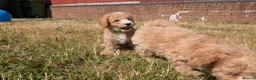 Poochon dogs for sale: F1 Poochon Puppies READY TO LEAVE *reduced* - Advert 7