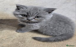 British Shorthair cats for sale: British Shorthairs Stunning Litter - Image 7