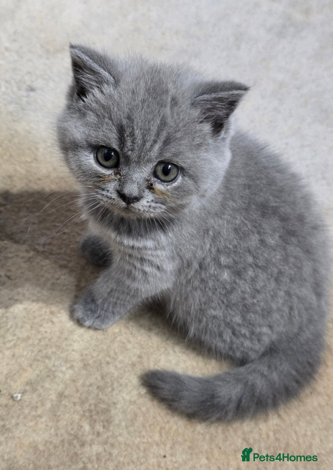 British Shorthair cats for sale: British Shorthairs Stunning Litter - Image 7