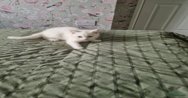 British Shorthair cats - Advert 15