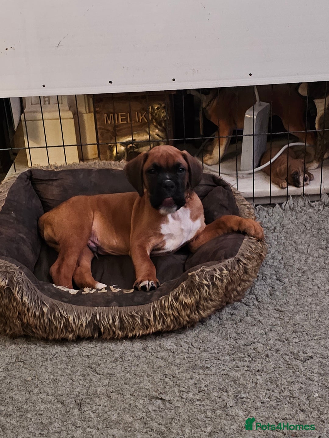 Boxer dogs for sale: BOXER PUPPIES FOR SALE  - Image 19