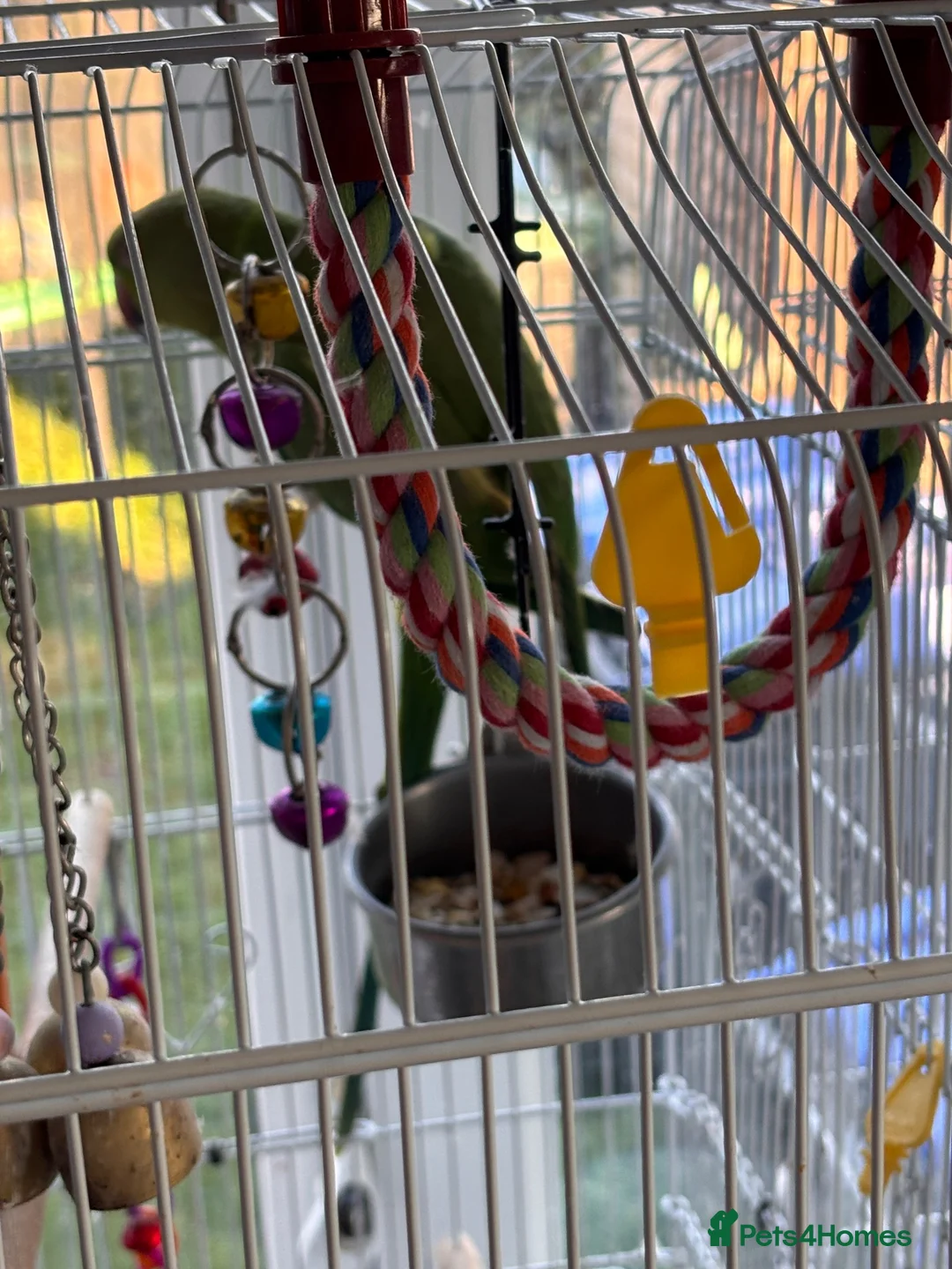 Parrots birds for sale: 2 x Indian ring neck parrots in Devizes - Advert 2