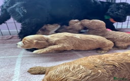Cockapoo dogs for sale: F1 show type cockapoo pups  - Image 8