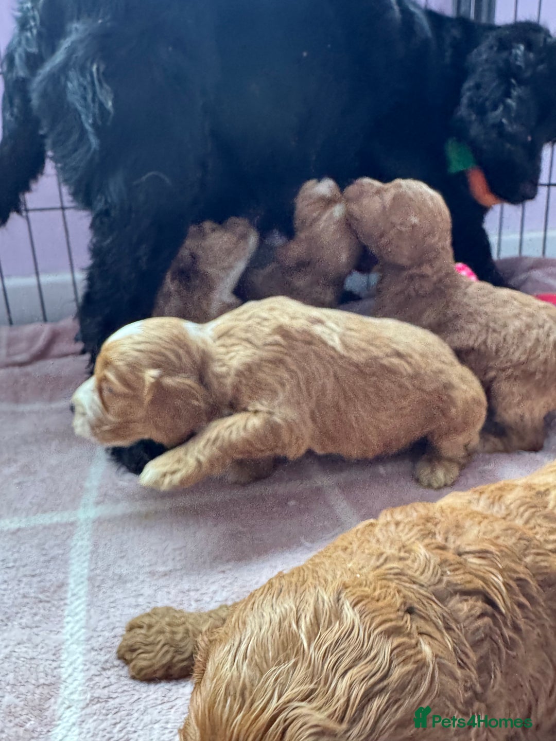 Cockapoo dogs for sale: F1 show type cockapoo pups  - Image 8