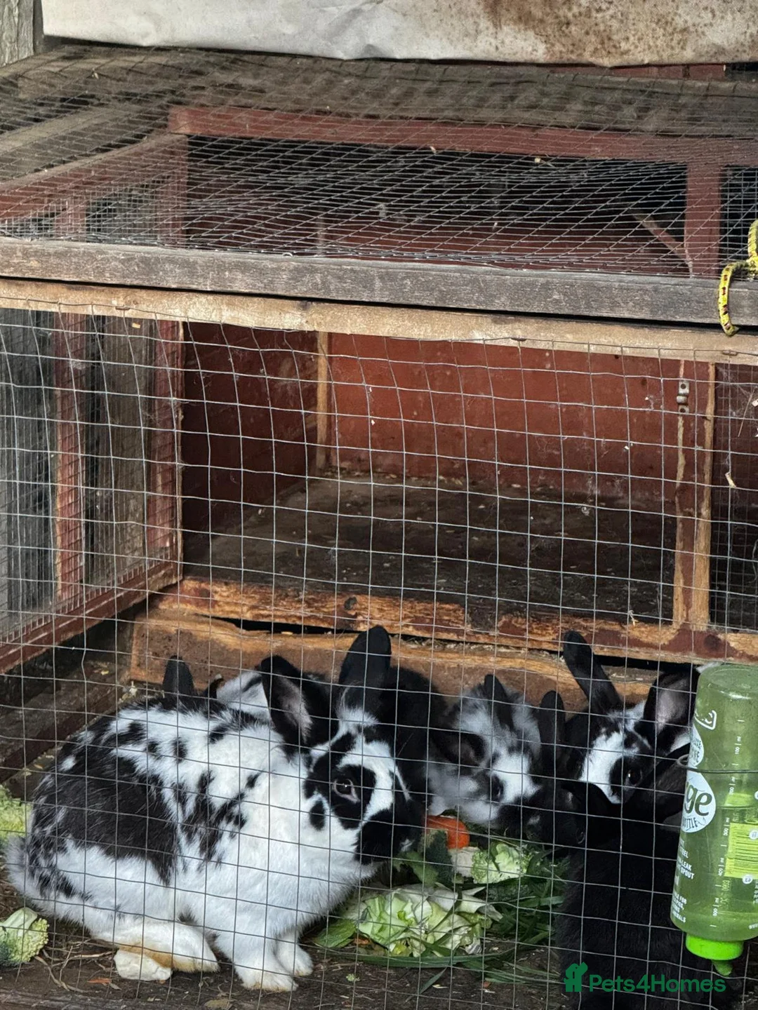 Mixed Breed rabbits for sale: Bunnies 🐰 🐇  for sale  - Advert 5