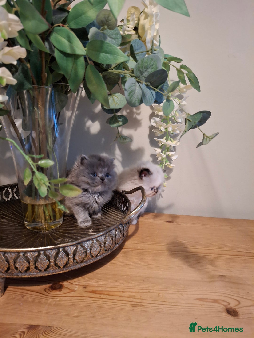 Persian cats for sale: Persian kittens - Image 8