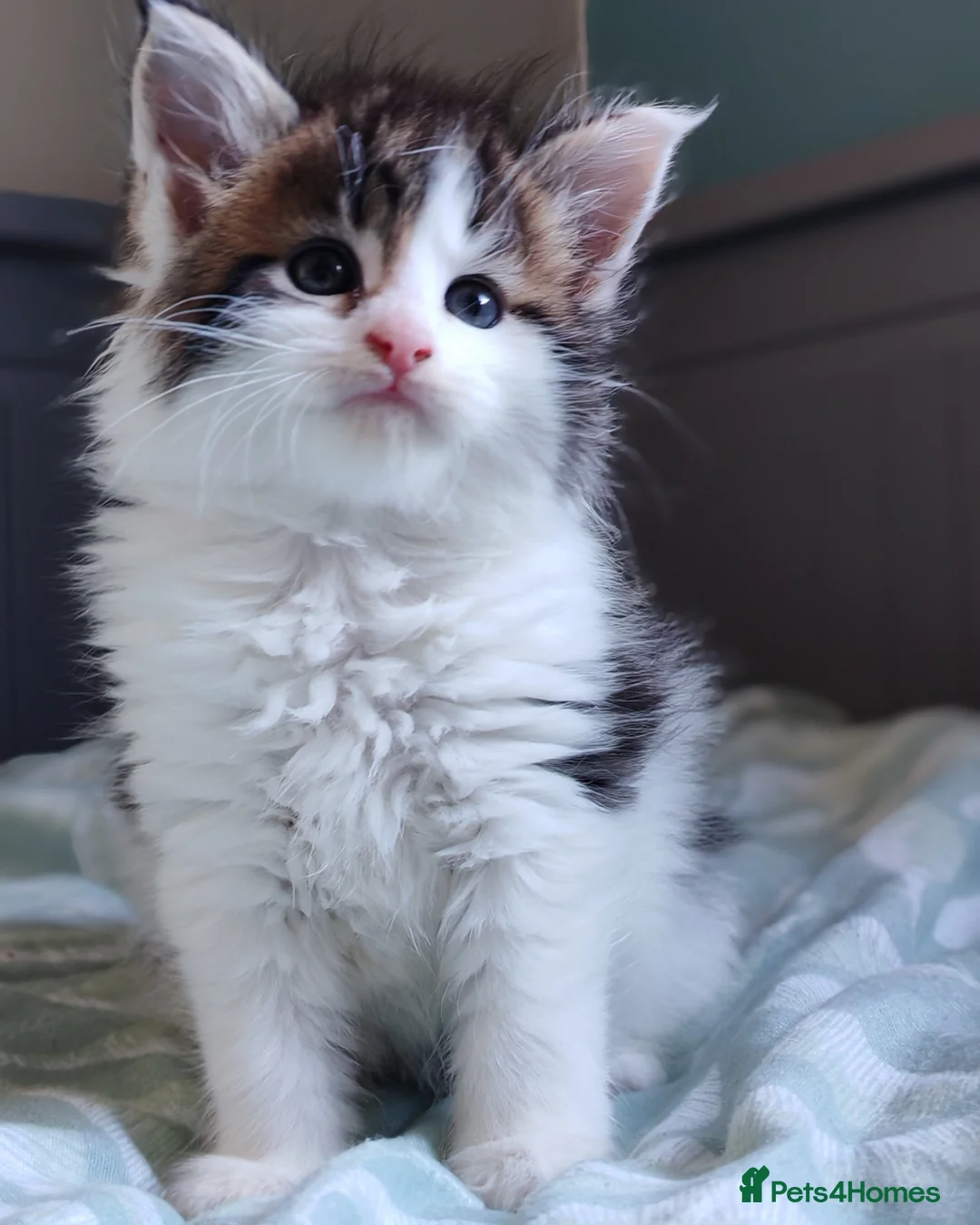 Maine Coon cats for sale: Maine coon kittens  - Advert 8