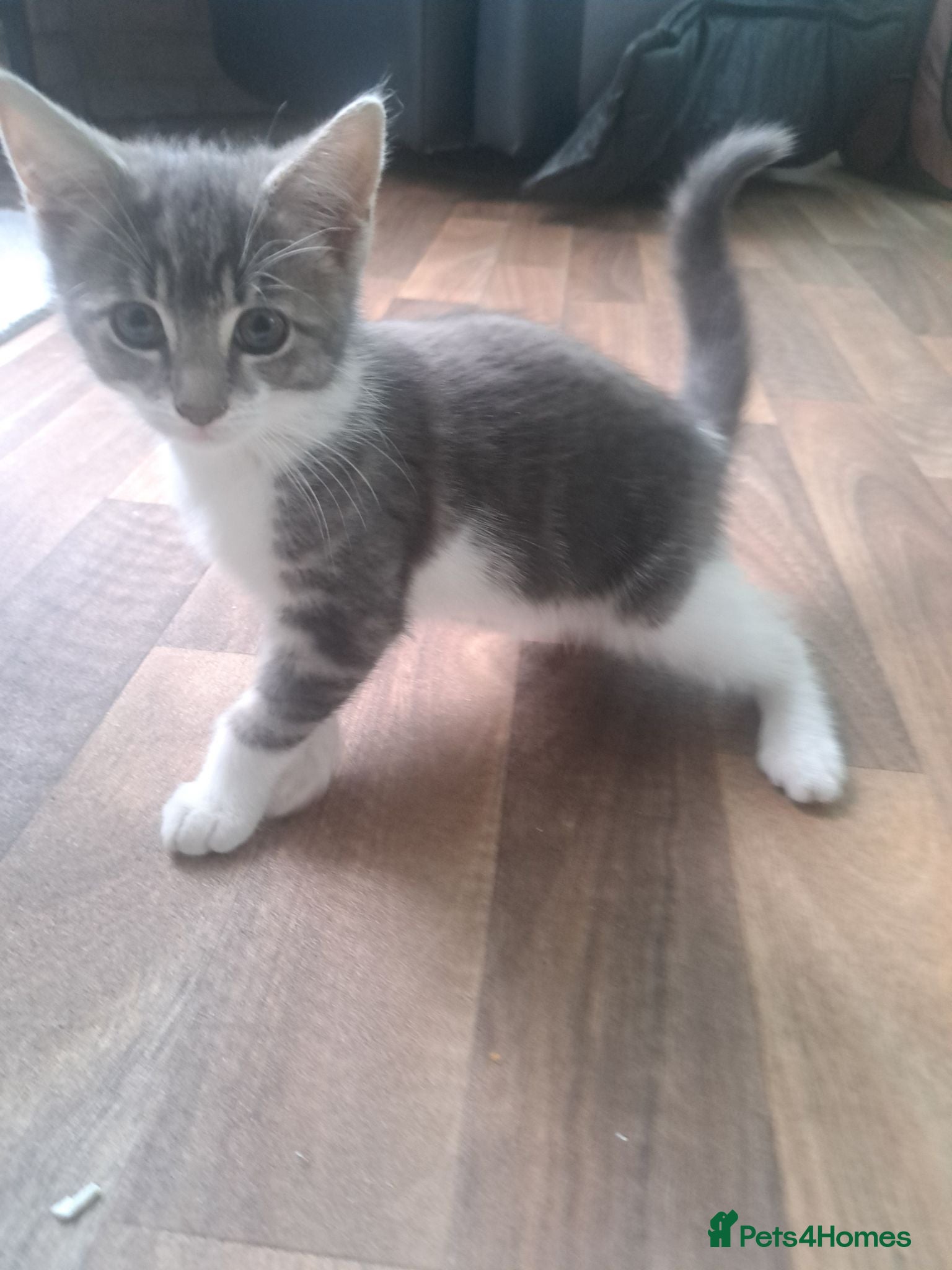 Mixed Breed cats Kittens looking for forever home  - Advert 1