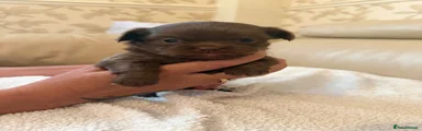 Chihuahua 2