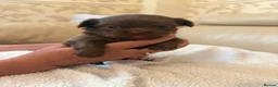 Chihuahua dogs for sale: Tiny chihuahua puppies  - Advert 7