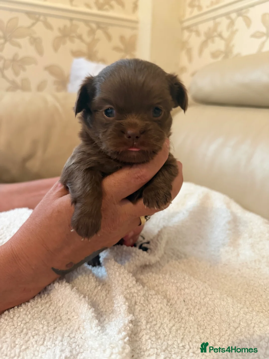 Chihuahua dogs for sale: Tiny chihuahua puppies  - Advert 7